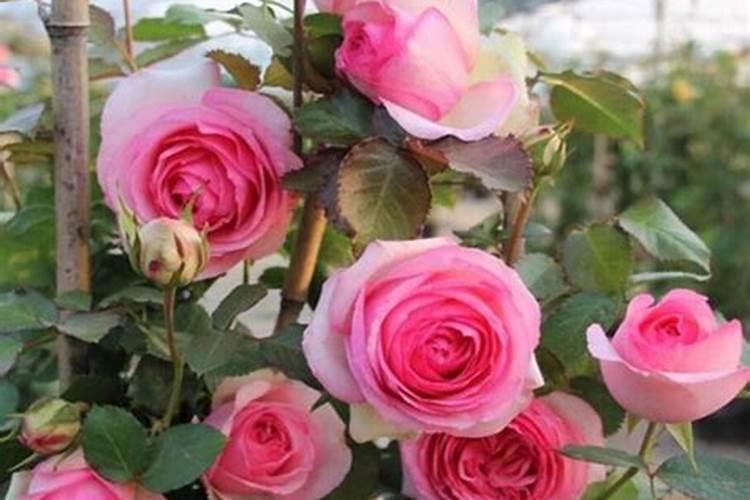 粉龙月季可以盆栽吗