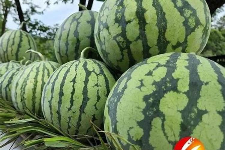 西瓜膨果期用什么复合肥好？西瓜结果期打什么叶面肥长的快？