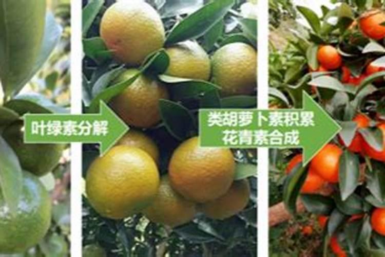 葡萄收获期管色 葡萄收获的季节