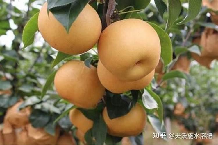 果树全年都使用水溶肥可以吗