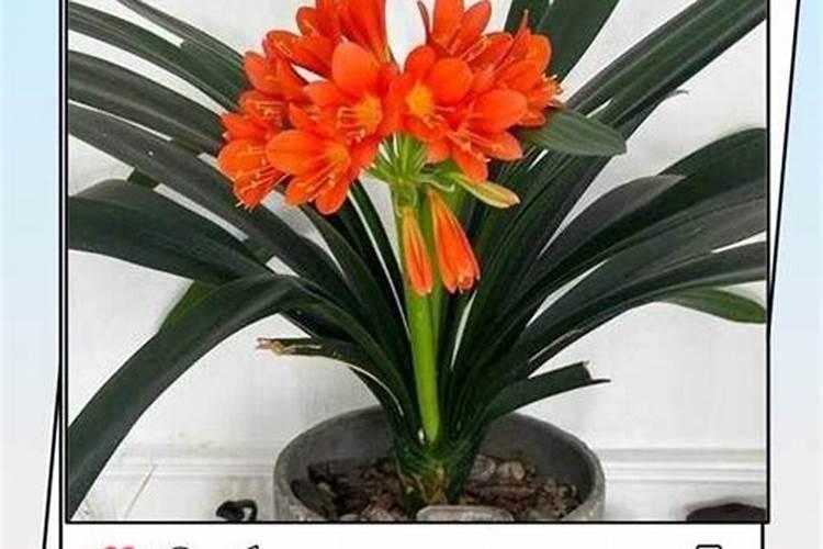 君子兰用什么肥料