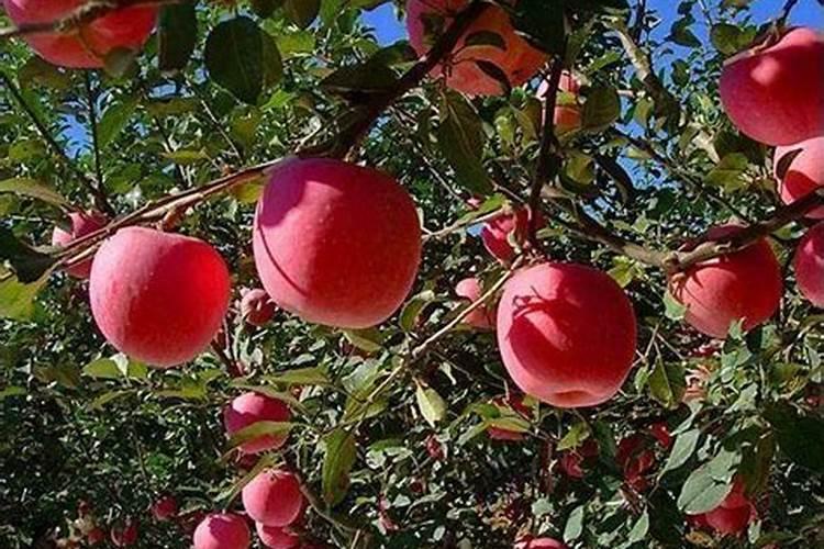 葡萄中后期还可以喷施芸苔素内酯吗