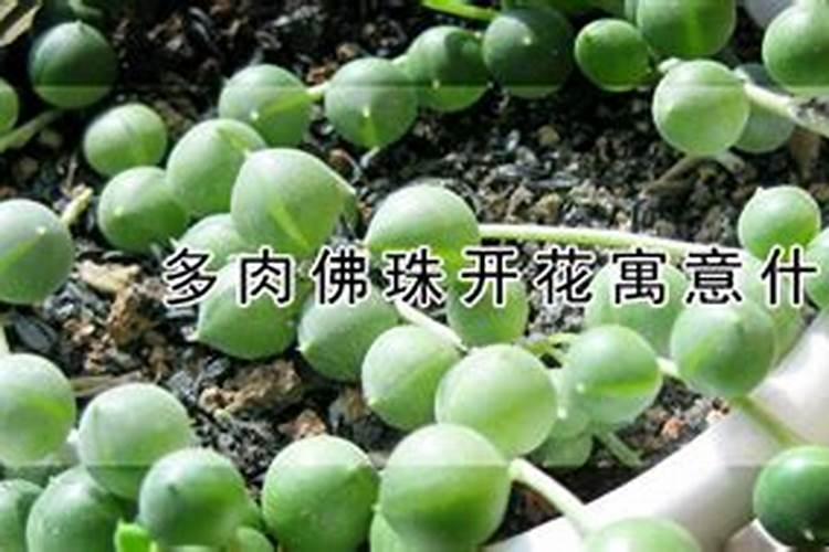 多肉佛珠怎样施肥