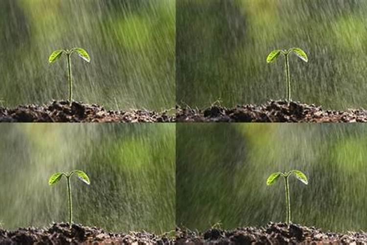 只有一片叶的君子兰小苗怎么养才能长的好？