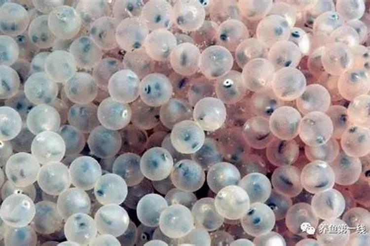 鱼的肉怎么会透明的？