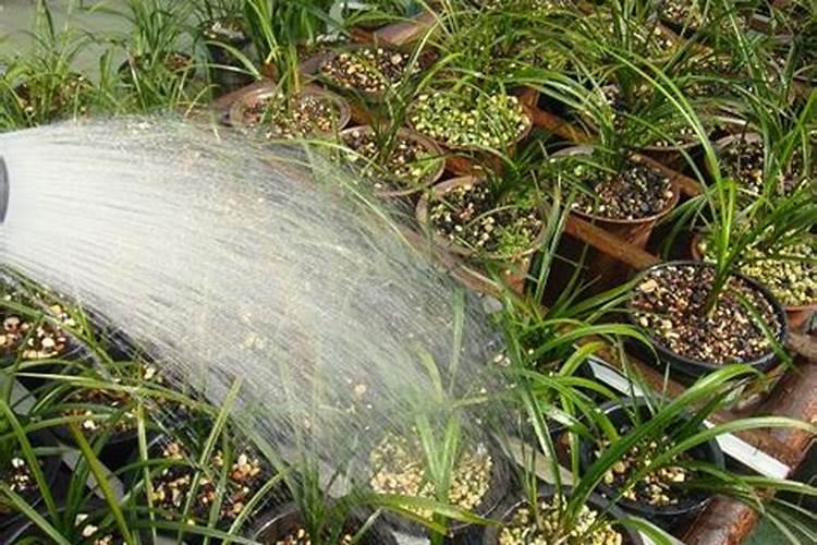 兰花长花径花骨朵了要注意什么