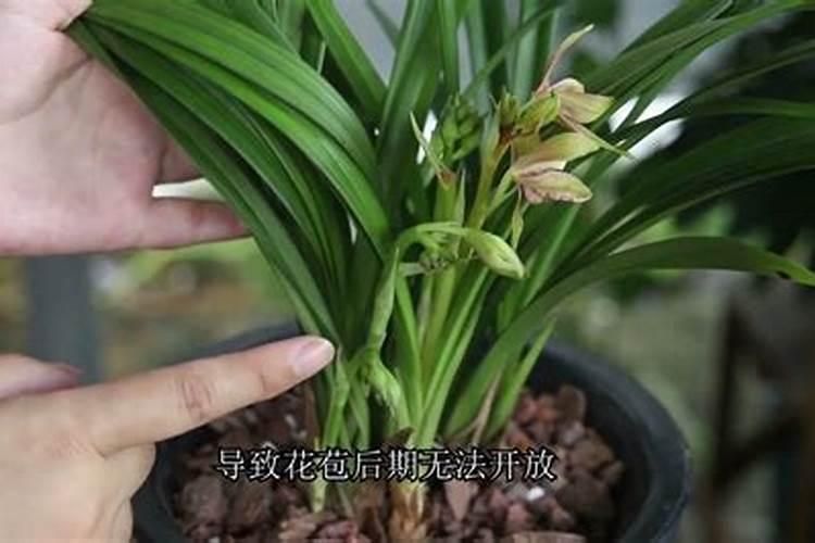 兰花有花苞后怎么养