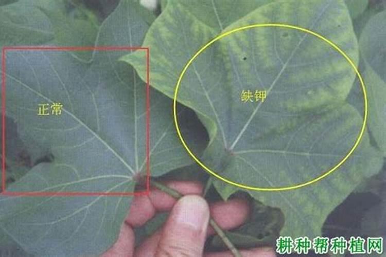 大豆如何追肥,怎么施肥,施肥技巧