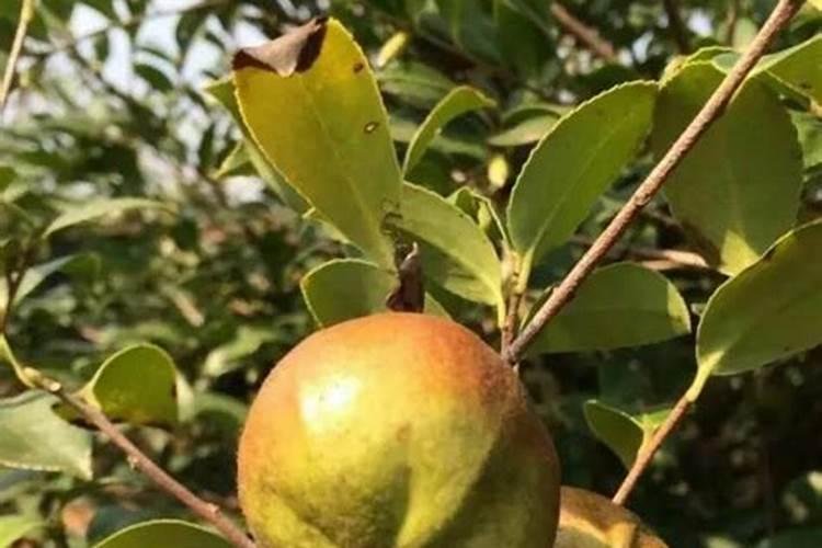 油茶树保花保果药什么时候打？