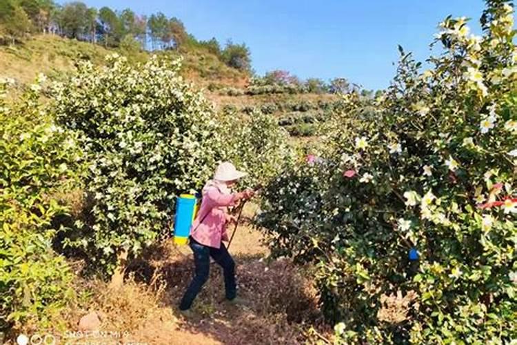 保花保果用赤霉素还是芸苔素