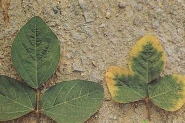 钾肥是什么肥料 植物缺少钾肥会怎么样