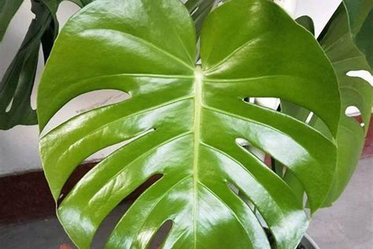 20种耐阴花,好养如绿萝,花叶俱美有格调,放在家里“超有范”