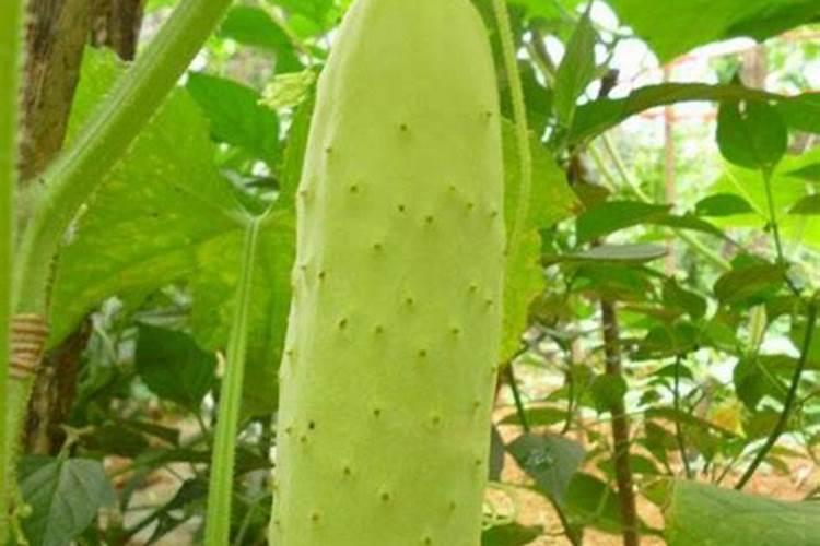 黄瓜冲施哪种水溶肥好