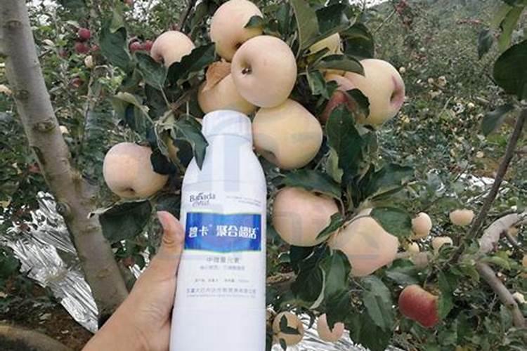 一棵果树施磷肥最简单三个步骤