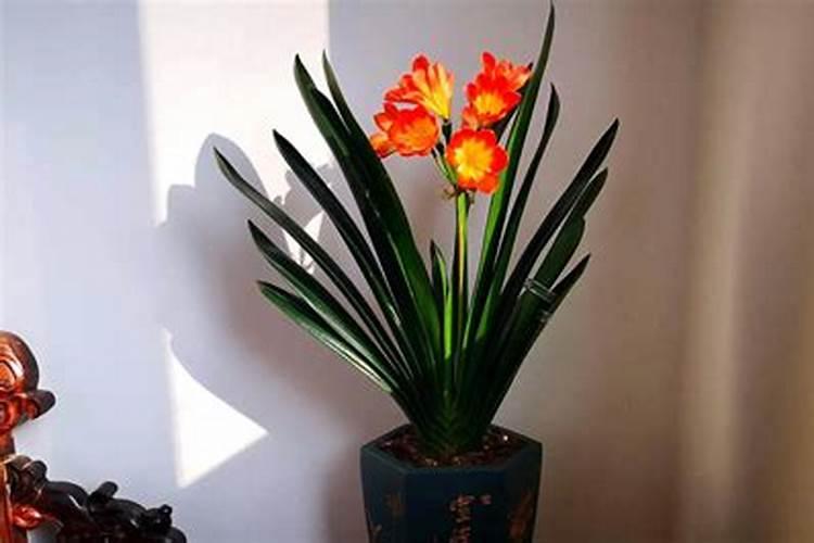 梨树缺锌的外部表现如何？怎样矫正？