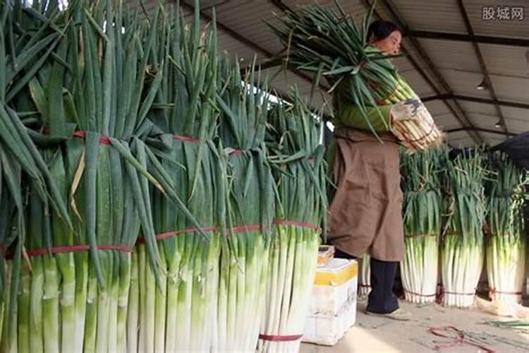 大葱用什么水溶肥效果好？大葱专用肥是什么肥料？