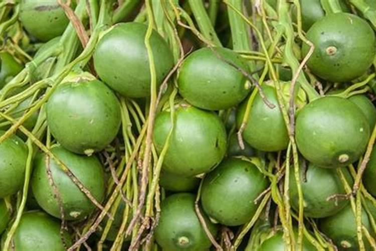 海南槟榔适合用哪个品牌的水溶肥