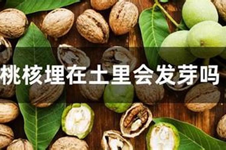 青核桃皮烂了能当肥料吗？