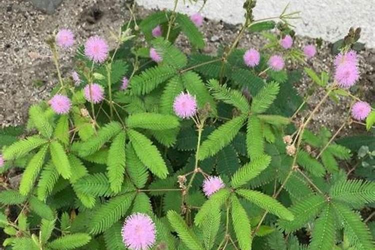 含羞草怎么浇水施肥