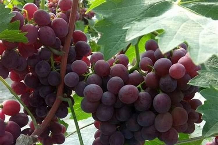 蓝宝石葡萄转色期施肥方法