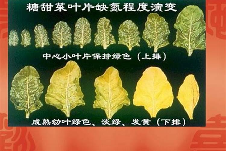 氮对油菜的产量品质有哪些影响？