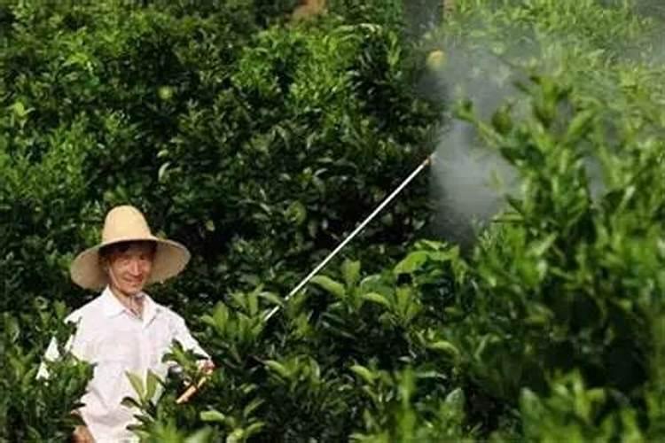 花椒花期用什么叶面肥