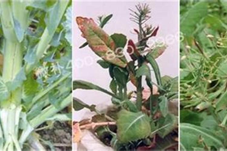 黄瓜开花时可以打药吗(黄瓜开花前后喷施杀菌剂行吗)