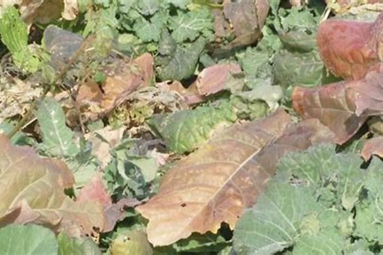 油菜苗期没有硼肥好吗