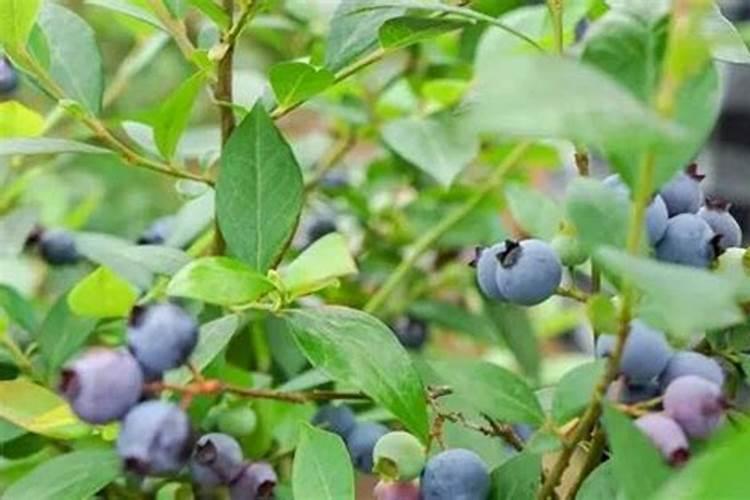 怎么给蓝莓幼苗上肥料