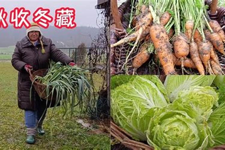 大蒜自配肥料配方