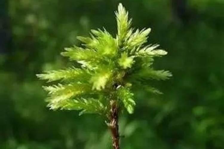 养热带鱼是裸缸好还是草缸好？