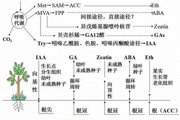 芸莒素内脂和含氨基酸叶面肥在水稻扬花期能混用吗