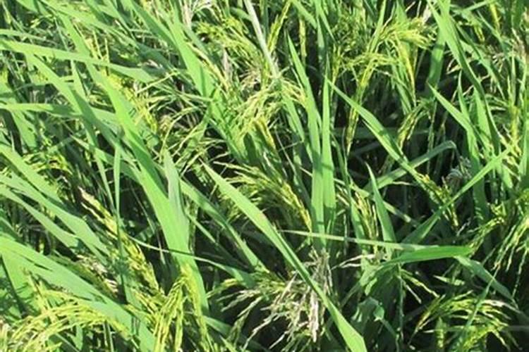 水稻后期贪青晚熟喷施什么叶面肥什么时间喷