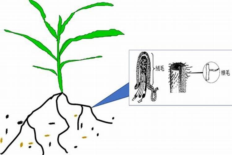 噻唑磷使用时的注意事项有哪些？