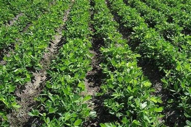 磷肥种花生怎么使用