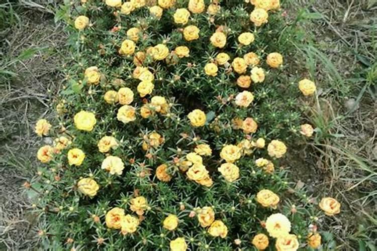 太阳花打顶后的注意事项