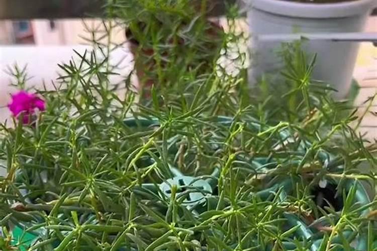 太阳花打顶时间及方法步骤(图解)