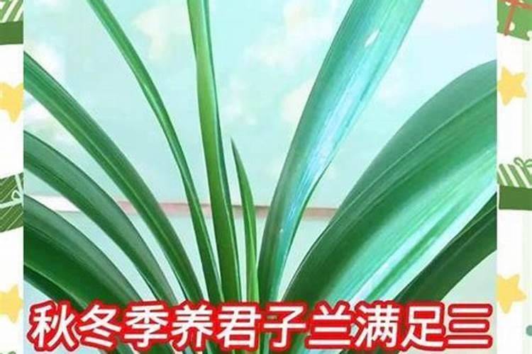 君子兰叶面肥怎么用