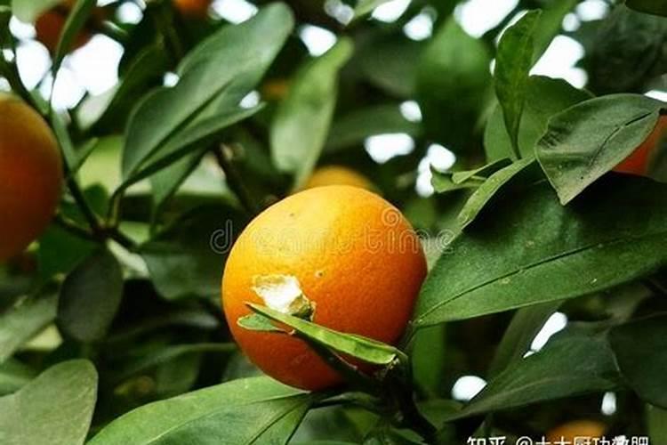 柑橘树用什么肥料最佳