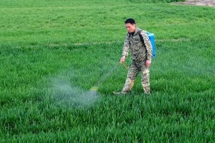 尿素化成水可以给大葱惯根吗？