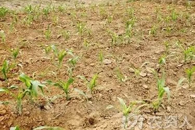 玉米幼苗能打芸苔素吗