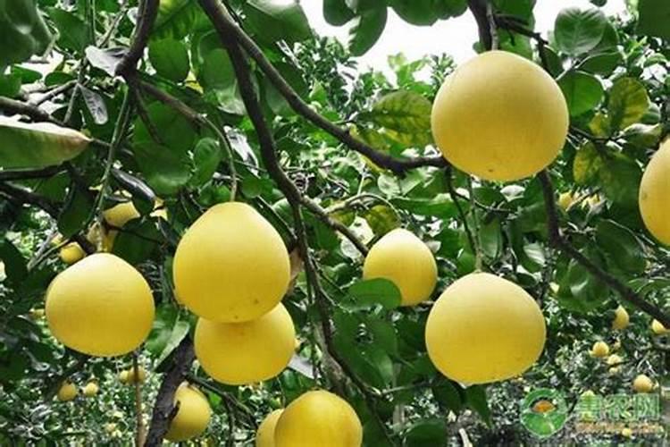 柚子膨果期用哪种肥料合适？柚子专用水溶肥有什么好处？