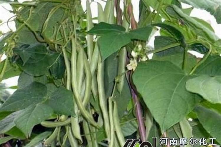 种植四季豆提高产量的施肥技巧有哪些四季豆应该怎么养殖