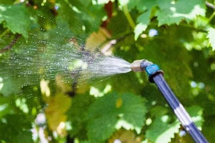 葡萄转色期管理的4个诀窍,一窍不得,少挣数万元!321春种节