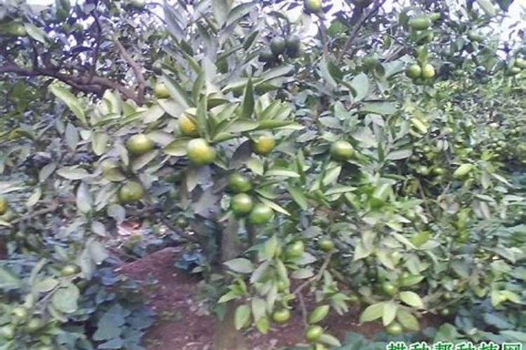 陶然农业沙糖桔柑橘培育能否施用氯化钾？