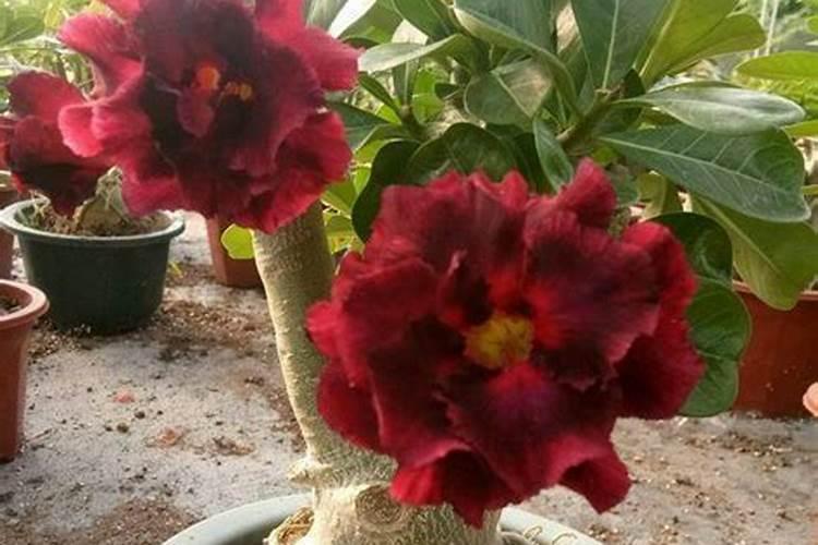 沙漠玫瑰怎么养(养沙漠玫瑰5点心得)