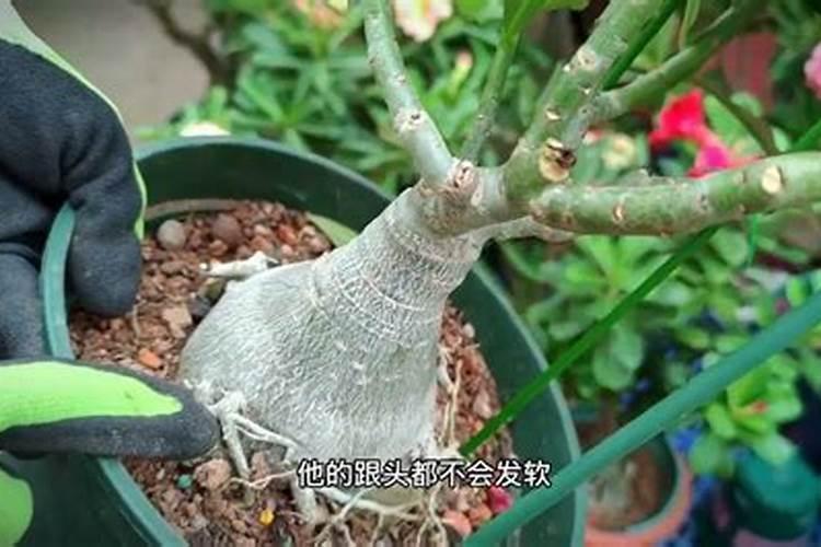 沙漠玫瑰为什么不开花