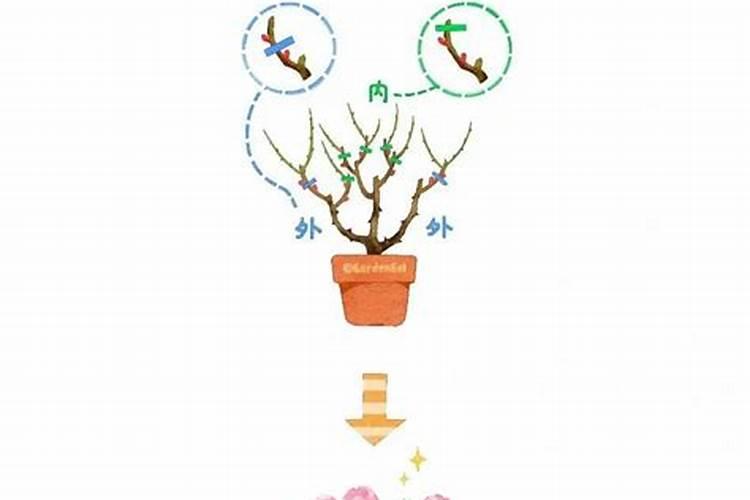 月季花冬季怎么施肥