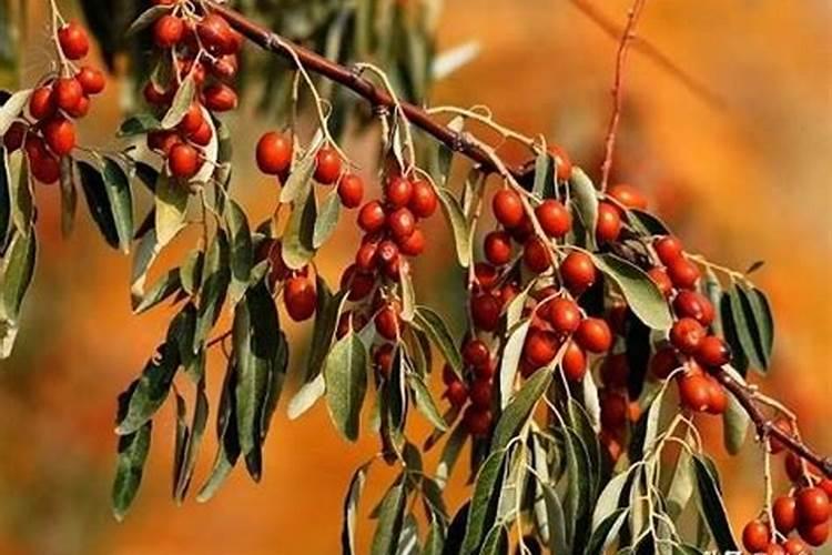 盐碱地怎样施肥