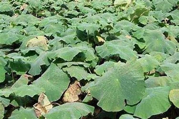 莲藕叶子枯萎不长新芽什么原因？